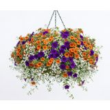 BALKONSKA RASTLINA CALIBRACHOA X HYBRIDA L10