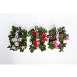 BALKONSKA RASTLINA DIPLADENIA KULTIPAK 6/1