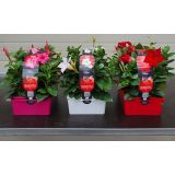 BALKONSKA RASTLINA DIPLADENIA KULTIPAK 6/1