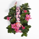BALKONSKA RASTLINA DIPLADENIA KULTIPAK 6/1