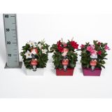 BALKONSKA RASTLINA DIPLADENIA KULTIPAK 6/1