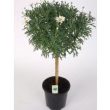 BALKONSKA RASTLINA MARJETA (BELA) NA STEBLU L19 CM