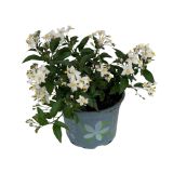 BALKONSKA RASTLINA SOLANUM JASMINOIDES ( JASM. RAZHUDNIK) L12 CM