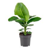 SOBNA ZELENA RASTLINA BANANOVEC L12