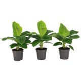 SOBNA ZELENA RASTLINA BANANOVEC L12