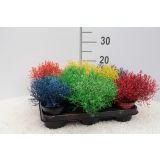 MIX JESENSKIH RASTLIN BARVANI KALOCEFALUS L11