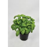 BAZILIKA GENOVESE L14