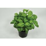 BAZILIKA GENOVESE L14