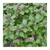 BAZILIKA VOLMARY GRMIČASTA L12