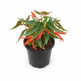 BEGONIJA BONFIRE L12 CM