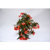 SEZONSKA RASTLINA BEGONIJA BONFIRE MIX L12