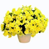 BEGONIJA ELATIOR SUNPLEASURE L12