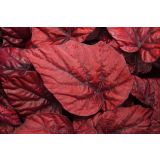 SOBNA ZELENA RASTLINA BEGONIJA INCA FLAME L12