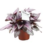 SOBNA ZELENA RASTLINA BEGONIJA MAORI HAZE L12