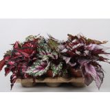 SOBNA ZELENA RASTLINA BEGONIJA MIX L12