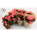 BEGONIJA MIX V PAPIRNEM OVOJU L14 EL. HALF