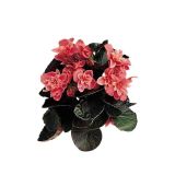 BEGONIJA MIX V PAPIRNEM OVOJU L14 EL. HALF