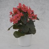 BEGONIJA MIX V PAPIRNEM OVOJU L14 EL. HALF