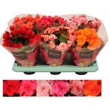 BEGONIJA SOBNA DECORUM L14 CM