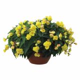 BEGONIJA TUBERHYBRIDA RICHARD GALLE L12