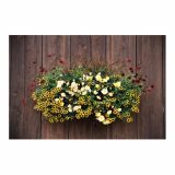 BEGONIJA VOLMARY X TUBERHYBRIDA BELINA COLOURS L12