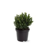 SMREKA BELA ALBERTA GLOBE L19