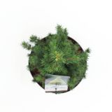 SMREKA BELA DAISY'S WHITE L19