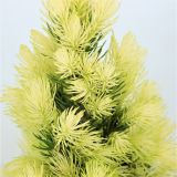 SMREKA BELA DAISY'S WHITE L19