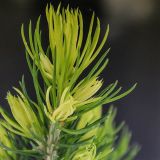 SMREKA BELA DAISY'S WHITE L19