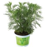 DIŠAVNICA VOLMARY BELI PELIN 12 CM