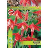 POLETI CVETOČA ČEBULICA HOLLAND BULB MARKET BESSERA ELEGANCE