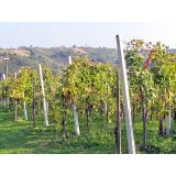 BETONSKI IZDELEK VINOGRADNIŠKI STEBER V. 2.80 M BSP 7X6