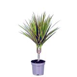 ZMAJEVKA BICOLOR L11