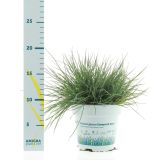 TRAVE BILNICAL COMPACTA BLUE L10.5