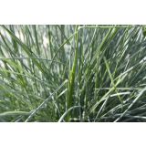 TRAVE BILNICAL COMPACTA BLUE L10.5