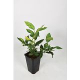 JAGODIČEVJE BIO AMERIŠKA BOROVNICA PATRIOT