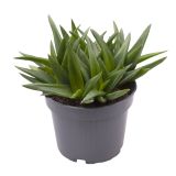 ALOJA BLACK GEM L10.5