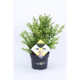 BODIKA DARK GREEN L17