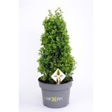 GRM BODIKA ICOPRINS11 L23