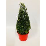 GRM BODIKA ICOPRINS11 L23