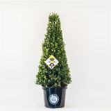 BODIKA ICOPRINS11 L29