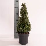 BODIKA ICOPRINS11 L29