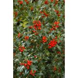 BODIKA ILEX AQUIFOLIUM-BOŽJE DREVCE L17 CM