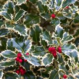 BODIKA ILEX AQUIFOLIUM-BOŽJE DREVCE L17 CM