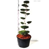 BODIKA ILEX CRENATA L26