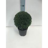 BODIKA JAPONSKA KIMMY L18 V30