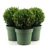 BODIKA JENNY KROGLA FI 25 CM L21 CM