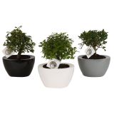 BONSAJ MIX OKR. LONEC L22