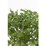 BONSAJ MIX OKR. LONEC L22