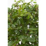 BONSAJ MIX OKR. LONEC L22